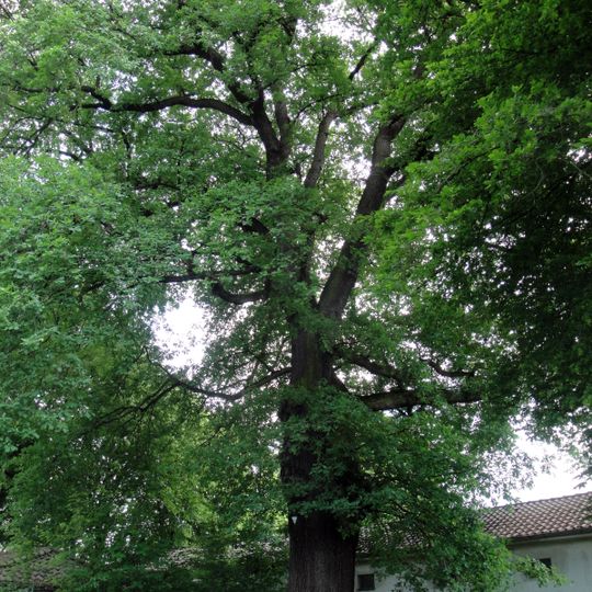 Natural monument 611.060 in Kassel