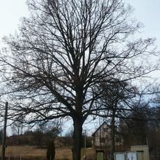 Memorable Tilia in Čistá