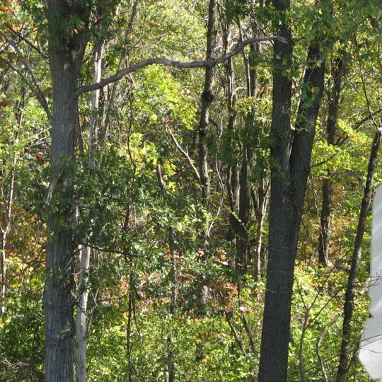 Laumeier Sculpture Park