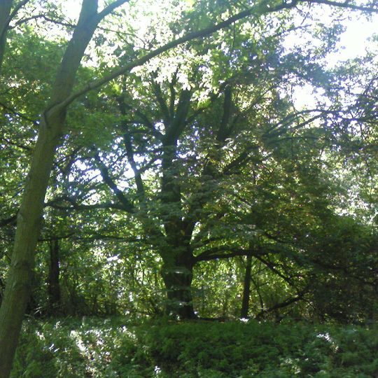 Naturdenkmal Bernadotte-Linde südsüdöstlich Kirche Ruhlsdorf, am Mühlenberg, historische Gedenkstätte in Ruhlsdorf