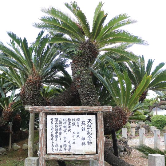 龍華寺のソテツ