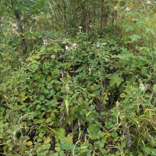 Kalvária, kaplnka krížovej cesty