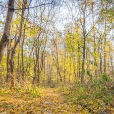 Bila Dibrova Zakaznyk, Kyiv