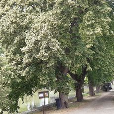 Alej ve Svémyslicích