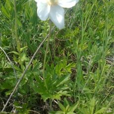 Грушеві могили