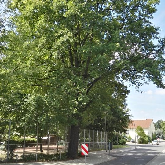 Stieleichen in der Glück-Auf-Straße in Senftenberg