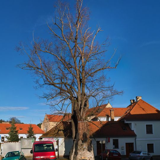 Cisterciácká lípa