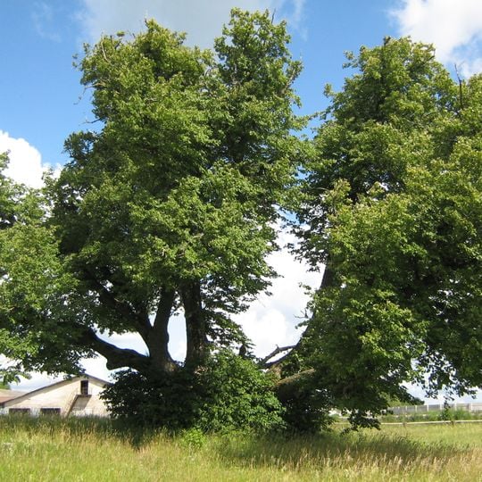 Sipa lime tree