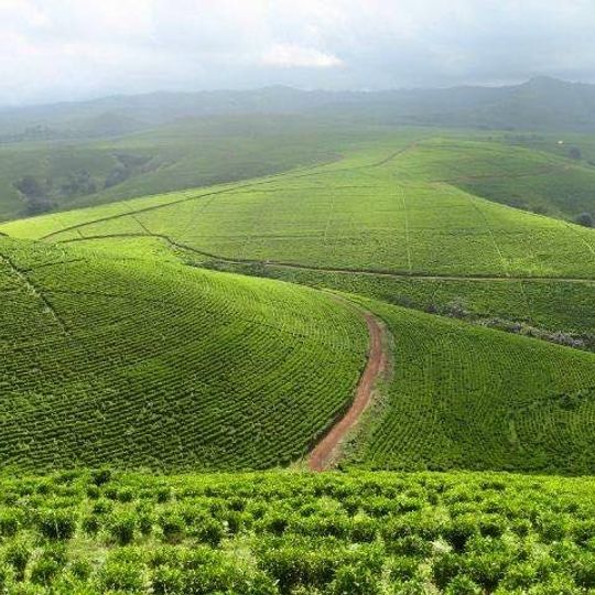 Kakara tea farm