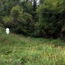 Gehölze in der "Hinteren Klinge"