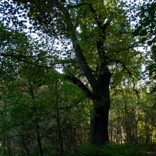 Hraniční dub v Uhříněvsi