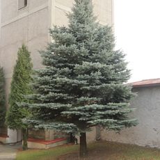 Strom milénia v Mohelně