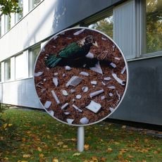 Bower Birds - A Docufiction