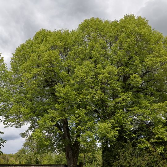 2 Winterlinden im Gewann „Am Friedhof“