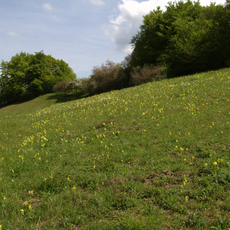 Weinberg und Giebel bei Elm