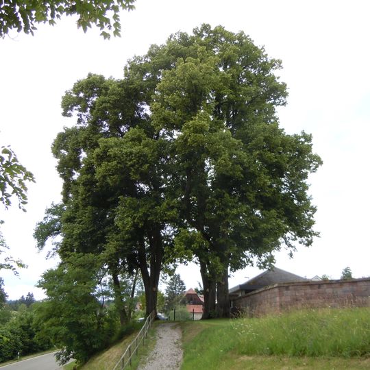 Drei Linden am Friedhof