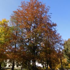 Buk v Jindřichovickém zámeckém parku