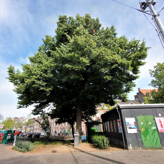 Bevrijdingslinde van de Jordaankinderen