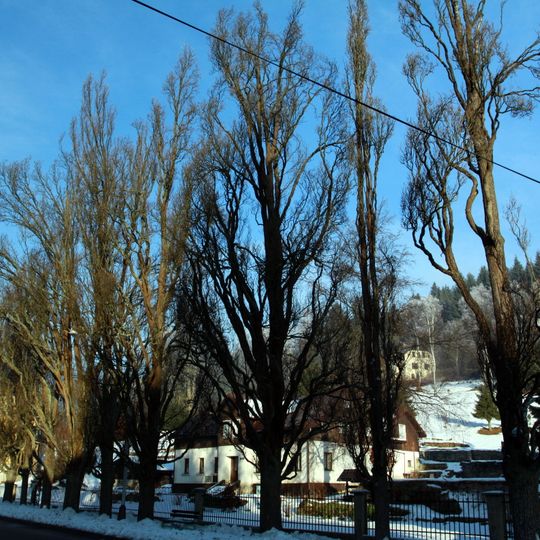 Zlaté duby v Josefově Dole