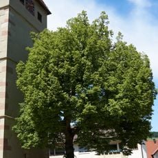 Winterlinde beim Steinreinacher Kirchturm