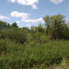 Märzgrund bei Ulmbach