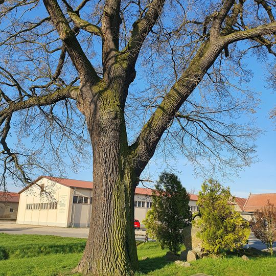 Quercus robur in Stolzenhain