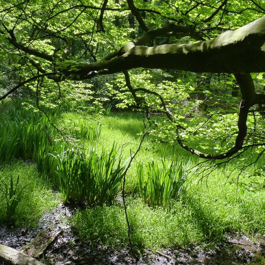 LSG-Laubwald bei Haus Mariawald