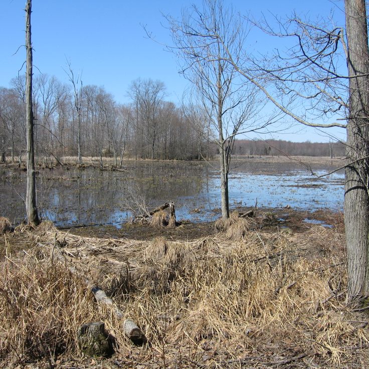 The Great Swamp National Wildlife Refuge