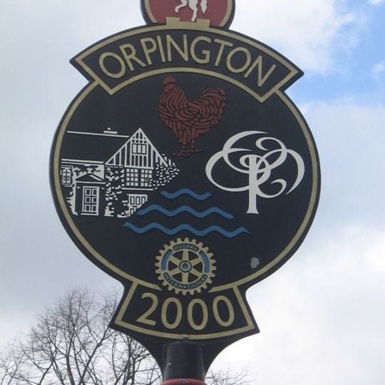 Orpington