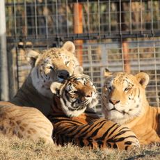 Greater Wynnewood Exotic Animal Park