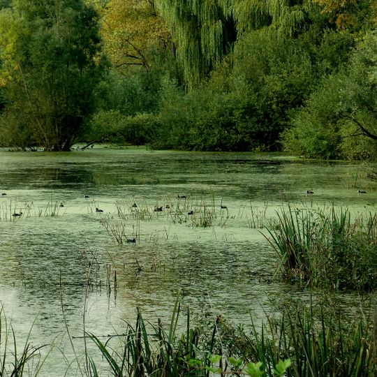 Rohrwiesen und Gänswiesen