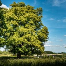 1 Linde (das Lindle)