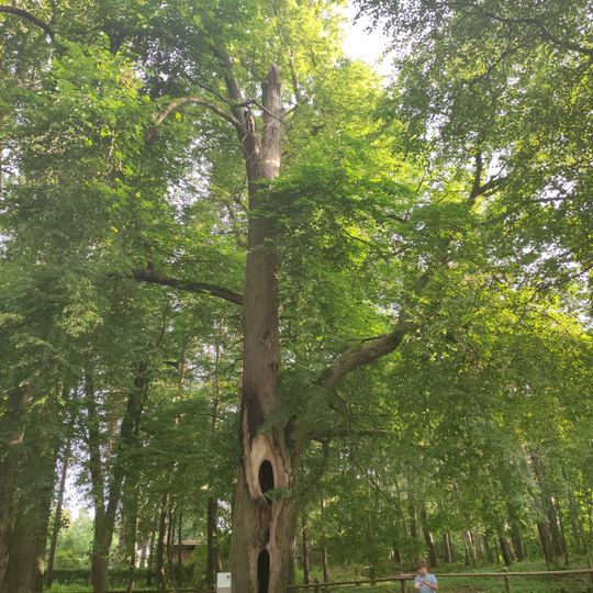 Catherine’s lindens