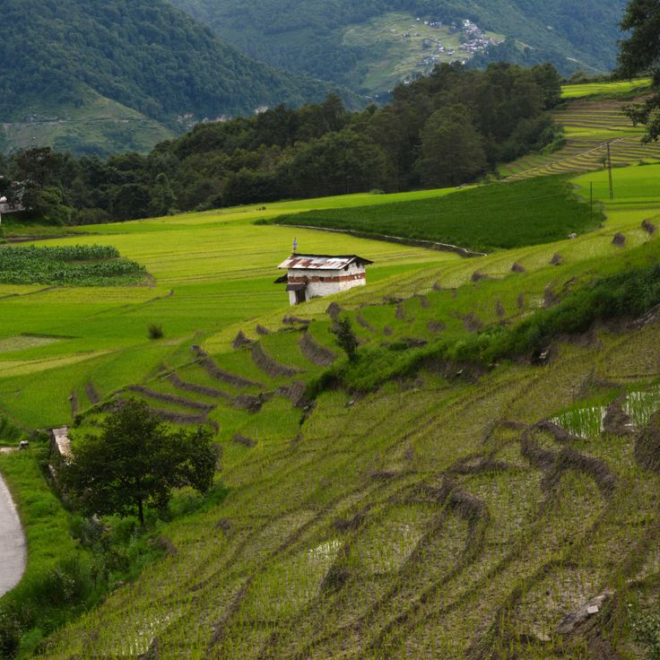 Ziro Valley