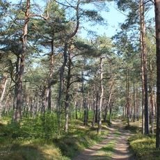 Darmštates priežu audze