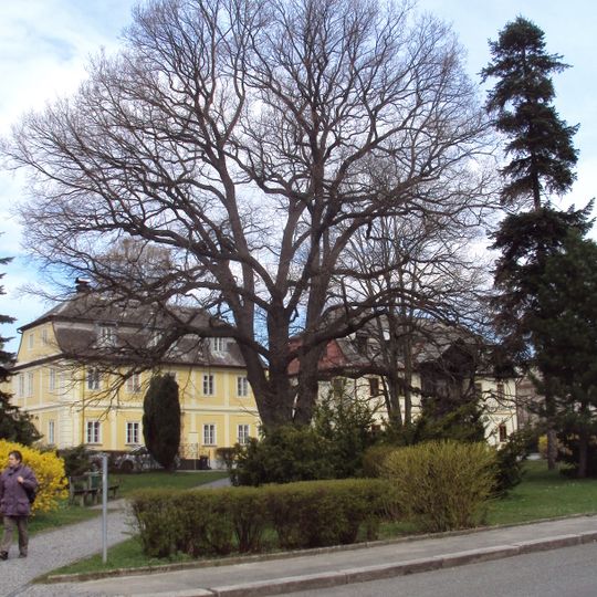 Dub Palackého v Novém Boru