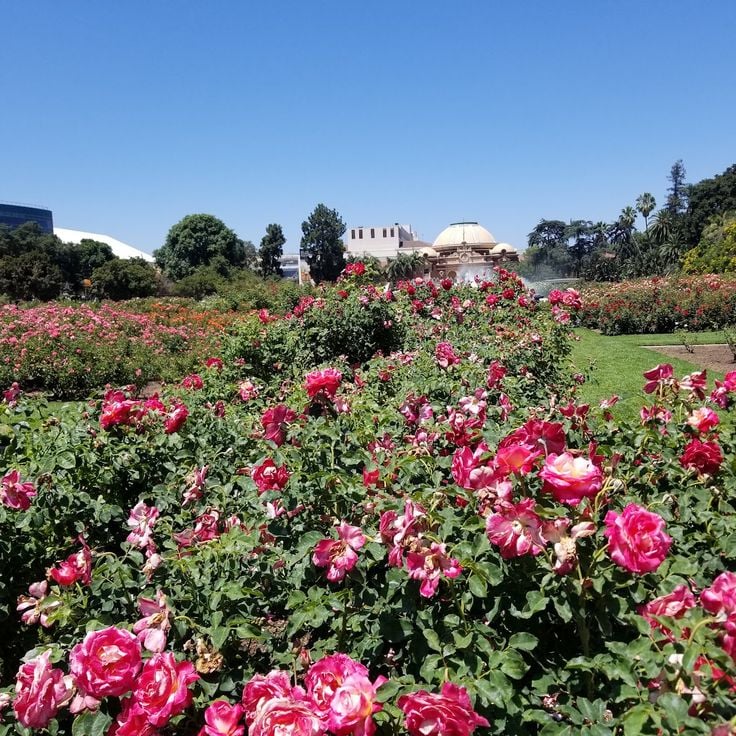 Roseraie d'Exposition Park