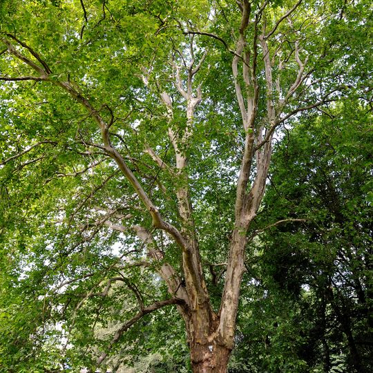 Platane Treptower Park