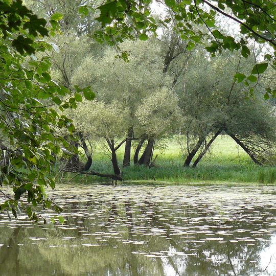 Rezerwat przyrody Dębno nad Wartą