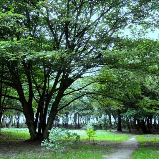 Парк им. М. Беккера