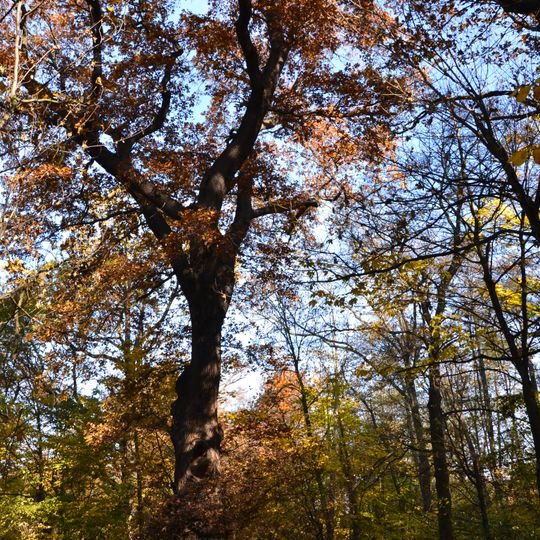 Svatojosefský dub v Soběsukách
