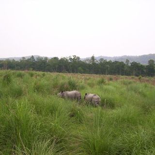 Terai-Duar savanna and grasslands