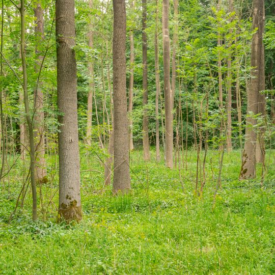 NSG Buchenwaelder zwischen Wildburg und Heineberg