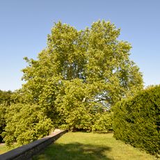 Platan javorolistý v zámeckém parku Lysá nad Labem