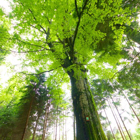 Rotbuche am Bäckerberg