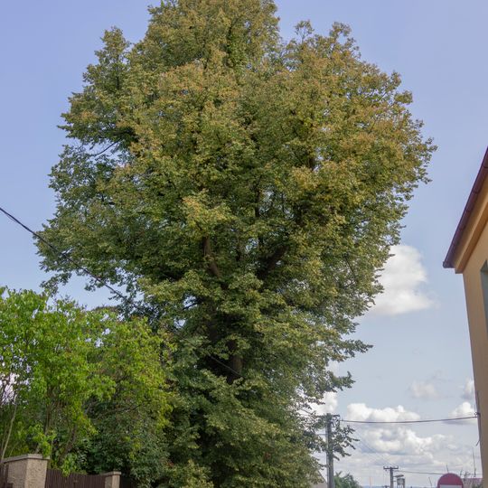 Skupina dvou lip malolistých