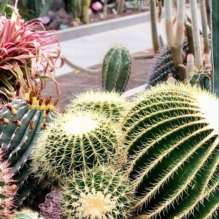 Santiago Castroviejo Bolívar Greenhouse