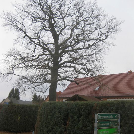 Stieleiche Guteborner Straße 1 Grünewald