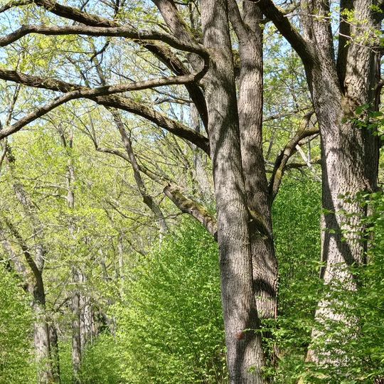 Oak tree avenue in Brloh