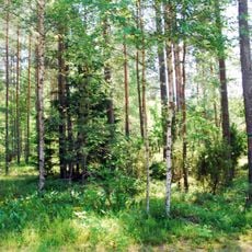 Stara Ruda Natural Reserve